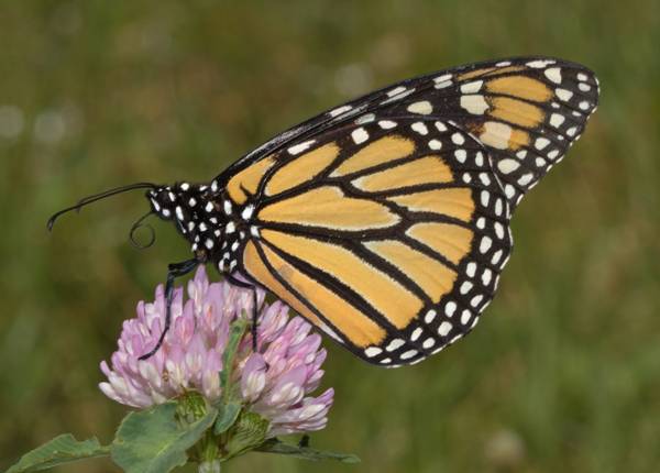 Monarch butterfly in its native habitat in Barbados