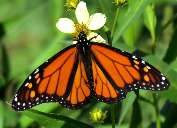Monarch butterfly