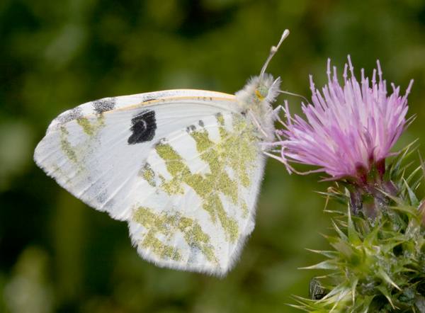 Green-striped White butterfy, Portugal