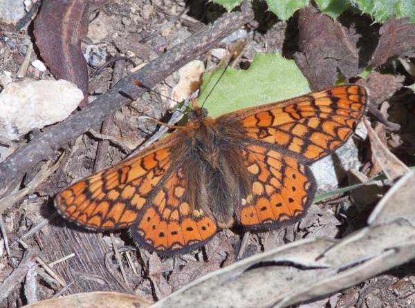 Marsh Fritillary, southern Portugal