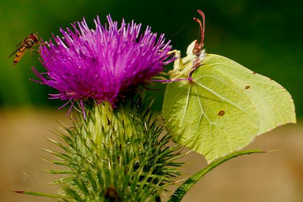 Brimstone butterfly, southern England