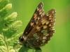 Duke of Burgundy Fritillary, Hamearis lucina