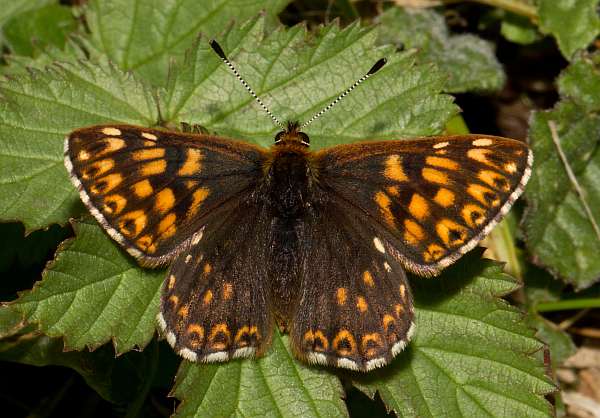 Duke of Burgundy butterfly at Gait Barrows NNR