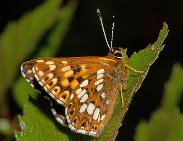 Hamearis lucina at Gait Burrows NNR