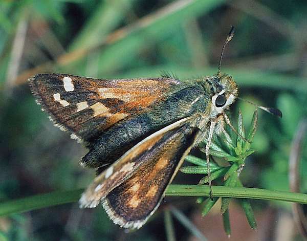 Silver-spotted Skipper Butterfly - Hesperia comma (male)