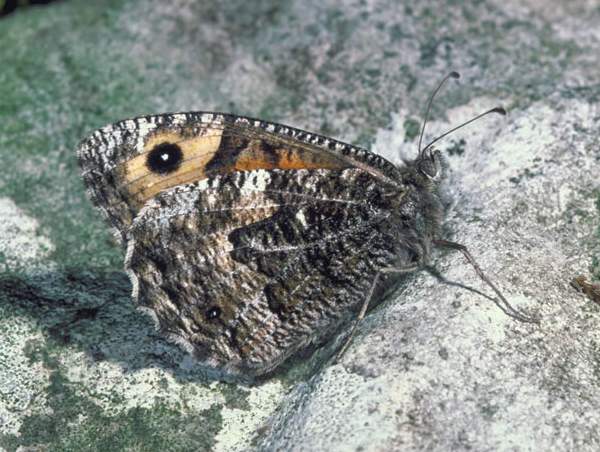 Grayling butterfly