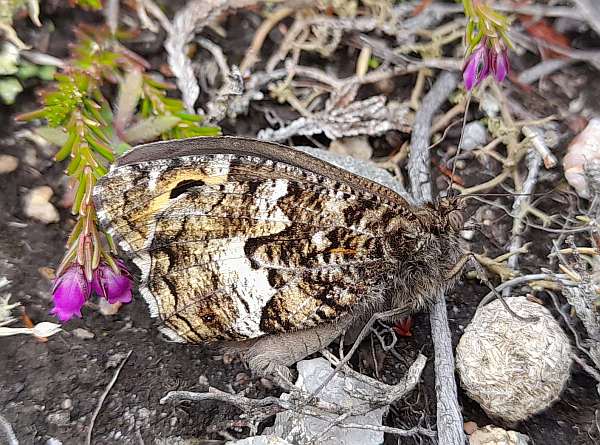 Grayling butterfly on coastal heathland, Jersey (Channel Islands)