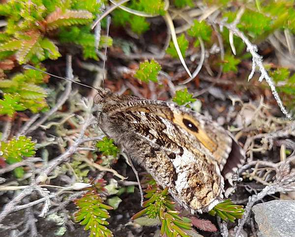 Grayling butterfly in sparse scrubby heath