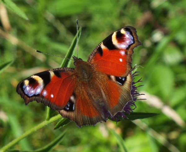 Peacock butterfly