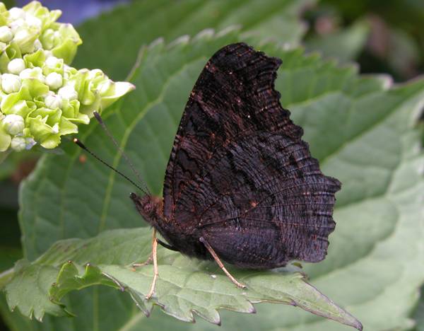 Peacock butterfly, closed-wing view