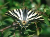 Scarce Swallowtail - Iphiclides podalirius
