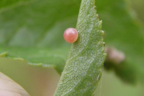 Egg of Iphiclides podalirius on Blackthorn (wild sloe)