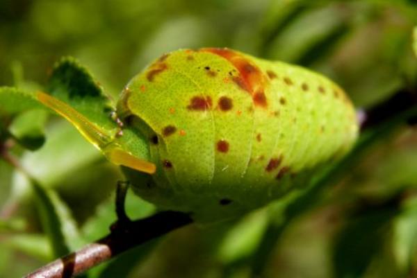 Larva of Iphiclides podalirius