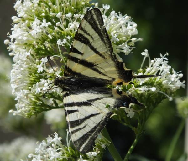 Scarce Swallowtain in the south of France