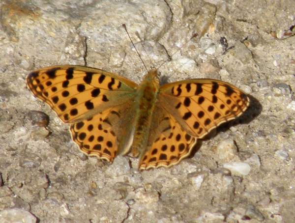 Queen of Spain Fritillary, Issoria lathonia, Bulgaria