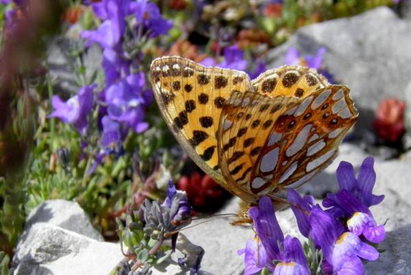 Queen of Spain Fritillary - underwing view