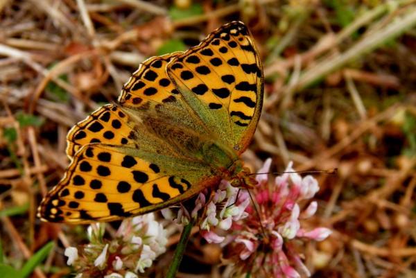 Queen of Spain Fritillary, Issoria lathonia, France