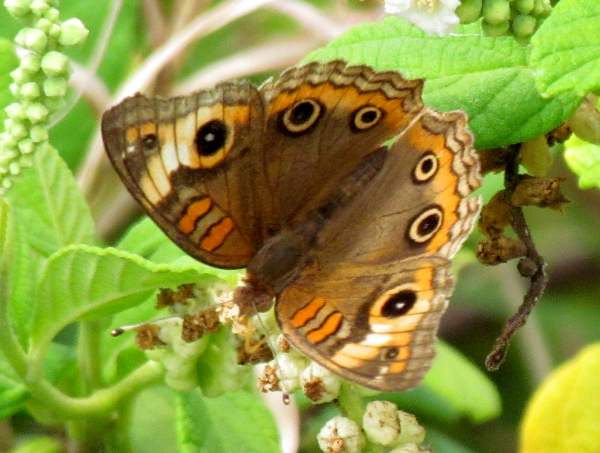 Caribbean (or West Indian) Buckeye - Junonia evarete