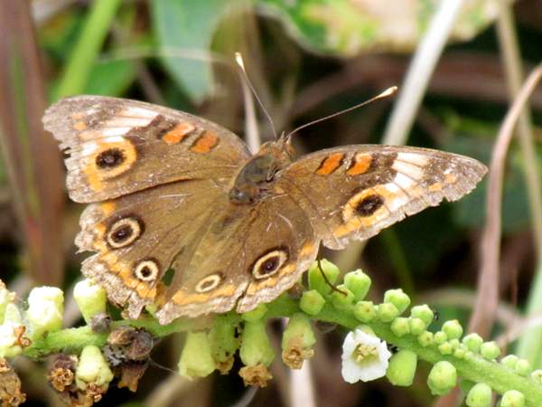 Caribbean (or West Indian) Buckeye - Junonia evarete - male