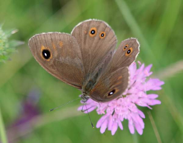 Large Wall Brown, Bulgaria