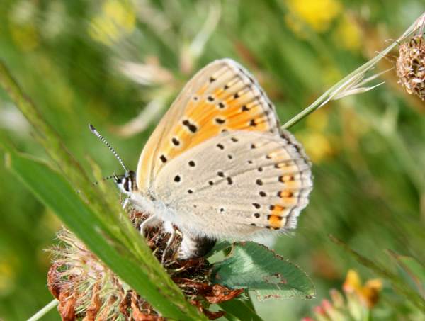 Large Copper butterfly - underwing, Bulgaria