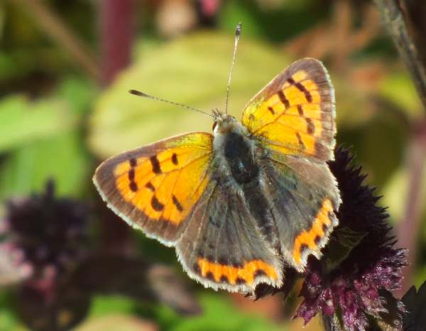 Small Copper (female)