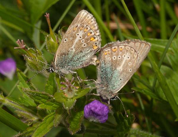 Sooty Copper butterflies, paired