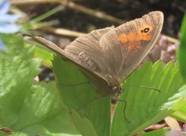Meadow Brown with open wings