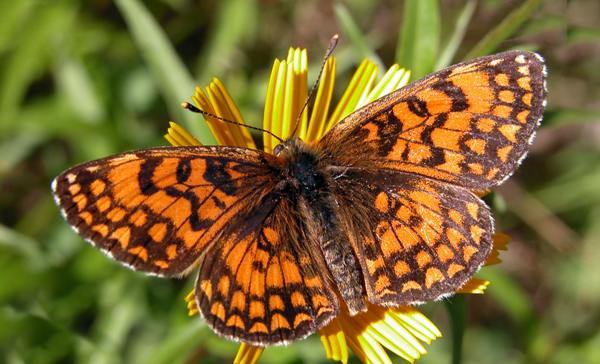 Heath Fritillary, Melitaea athalia