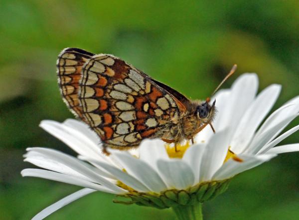 Heath Fritillary, Melitaea athalia, Bulgaria