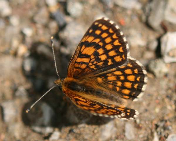 Nickerl's Fritillary, Melitaea aurelia