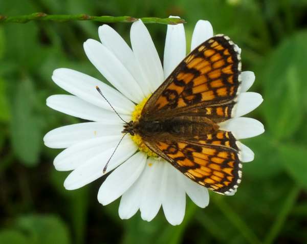 Glanville Fritillary, Melitaea cinxia, southern France