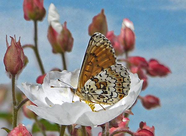 Glanville Fritillary, Melitaea cinxia, on cistus