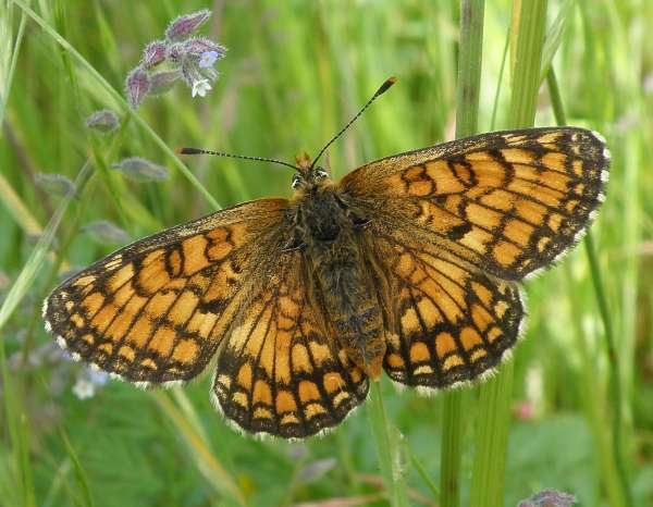 Provençal Fritillary - Melitaea deione