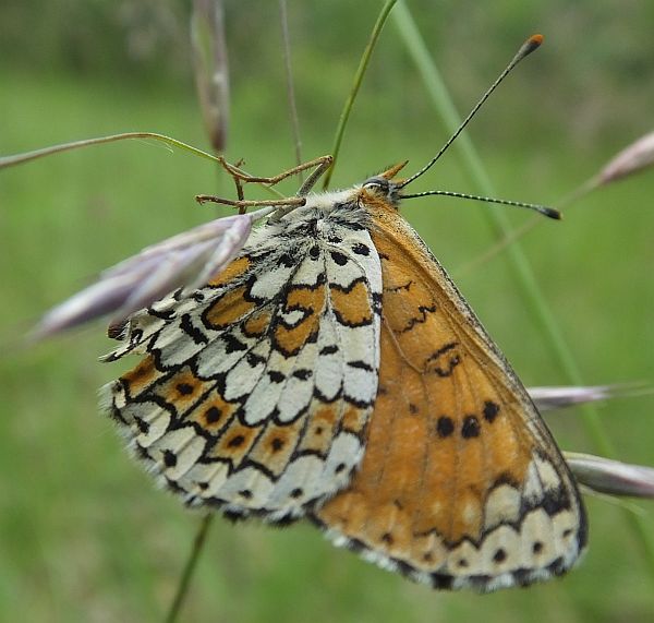 An underwing view of Provencal Fritillary butterfly in full sunshine