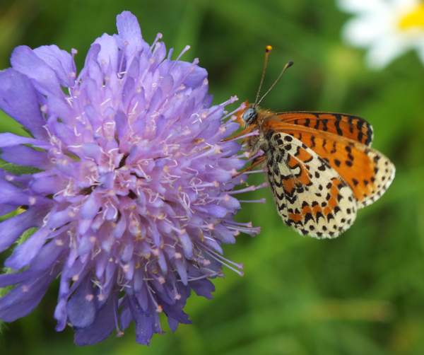 Underside of wings of Spotted Fritillary butterfly