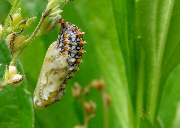 Spotted Fritillary pupa