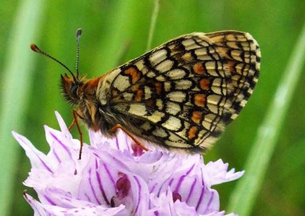 Knapweed Fritillary, underwing view (female)