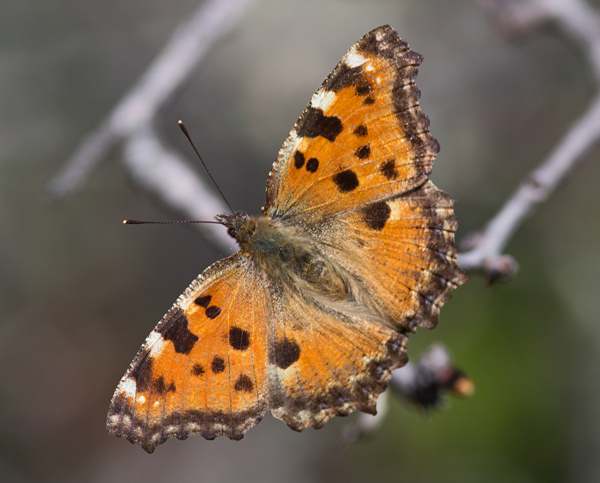 Mourning Cloak Butterfly - Nymphalis antiopa