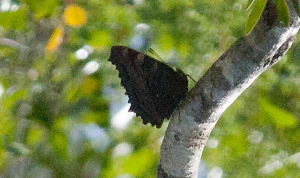 Underside of the wings of a Large Tortoiseshell butterfly
