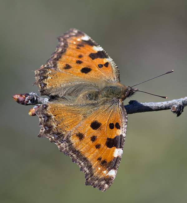 Large tortoiseshell, southern Portugal