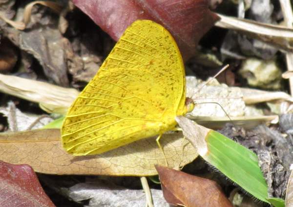 Cloudless Sulphur Butterfly - Phoebis sennae