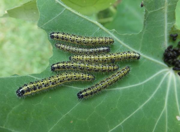 Larvae of Pieris brassicae, Large White butterfly