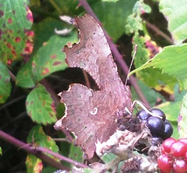 Comma butterfly with wings closed