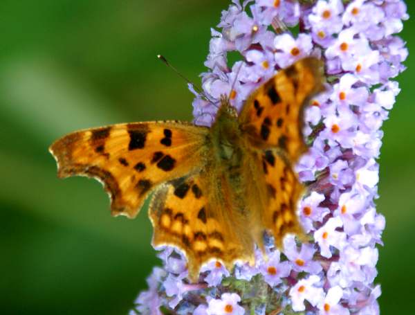 Comma butterfly
