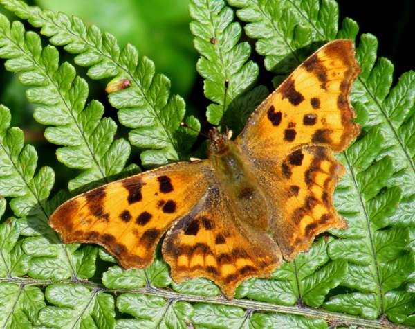 Comma butterfly on bracken