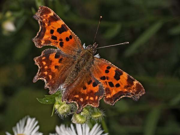 Comma butterfly, Serbia