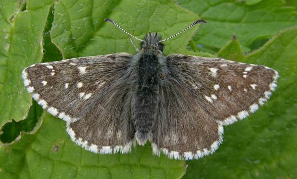 Oberthur's Grizzled Skipper, Switzerland