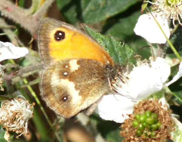 Gatekeeper butterfly, underwing view