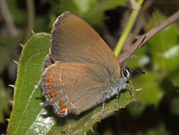 Satyrium esculi - False Ilex Hairstreak butterfly